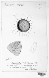 Erysiphe montagnei image